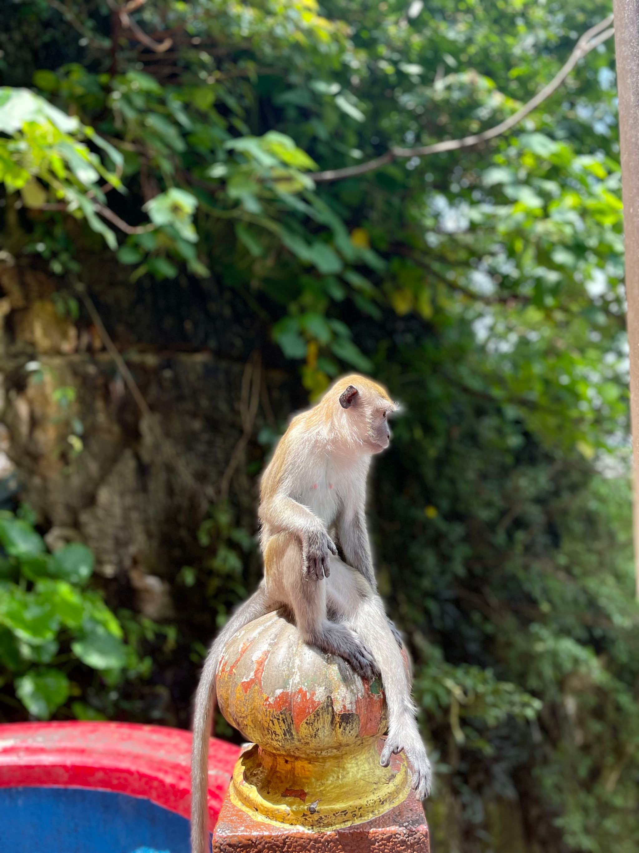 stoic monkey