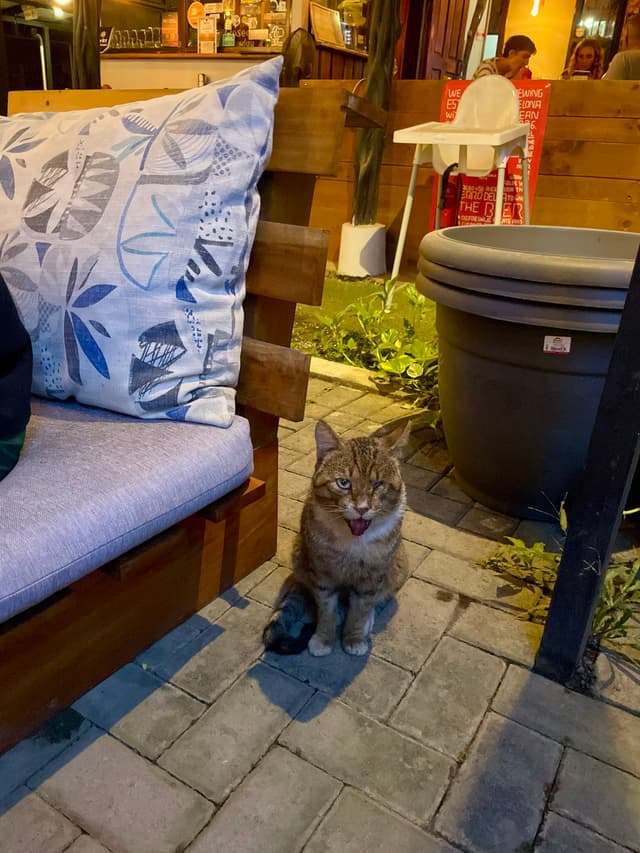 for sure got hit by a car