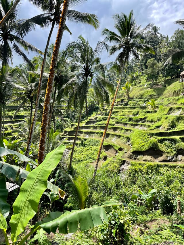 rice terrace