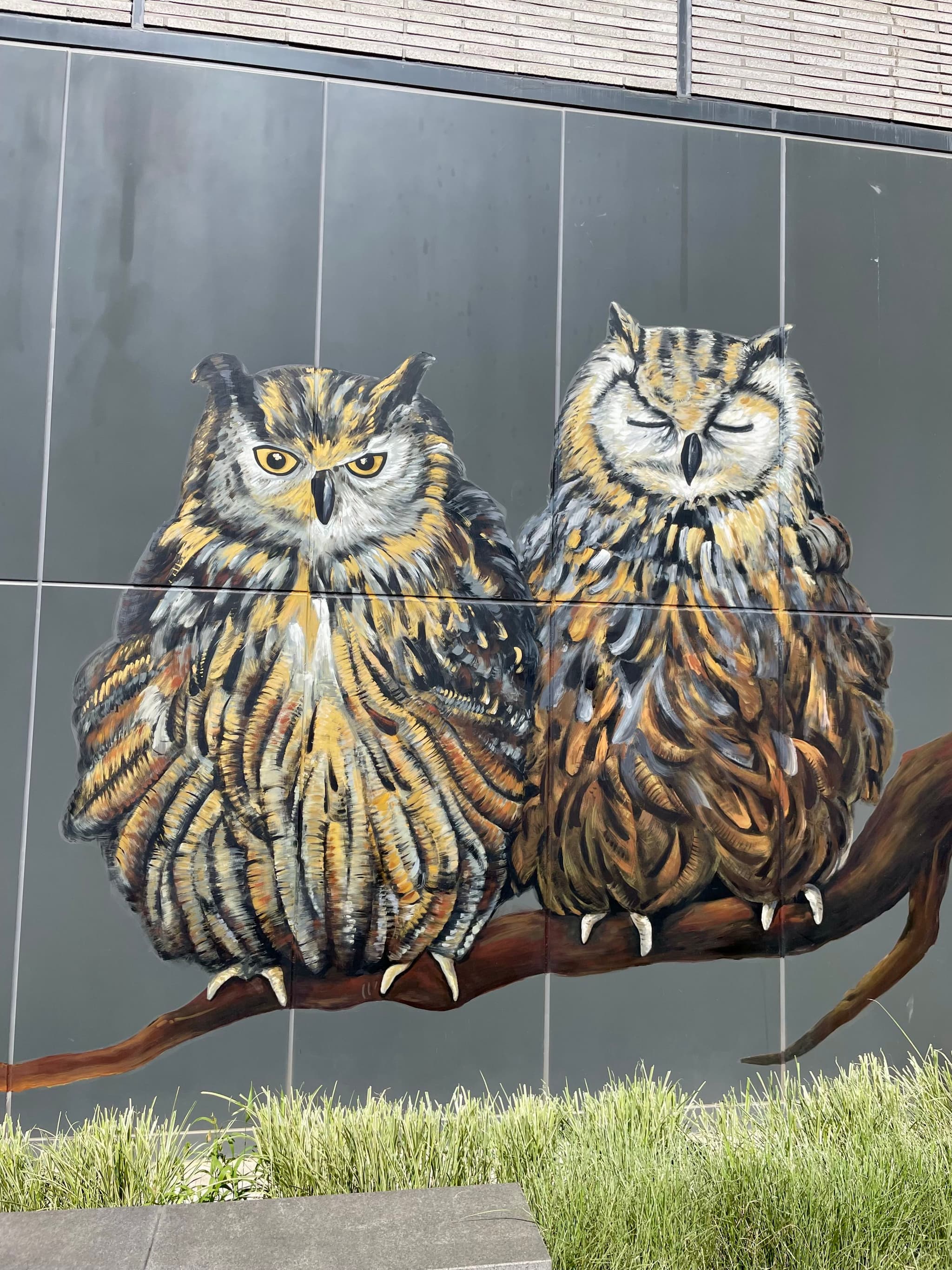 owls